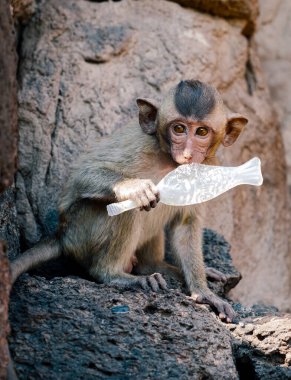 Genç maymun tapınağa oturmuş plastik ısırıyor.