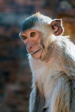 Maymun, Budist tapınağında oturup yiyecek arıyor.