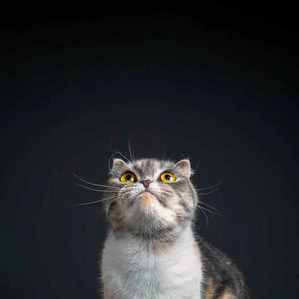 Ritratto ravvicinato di gatto foldato scozzese di razza pura guardando in alto — Foto Stock