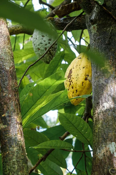 Owoce kakaowe dojrzewające na drzewie w hodowli dżungli przed zbiorami — Zdjęcie stockowe