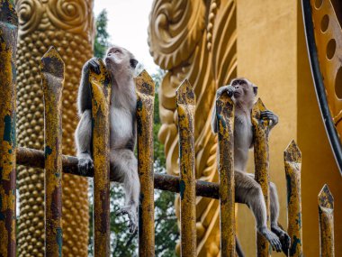 Monkey sitting waiting for food of tourist in hinduist temple are clipart