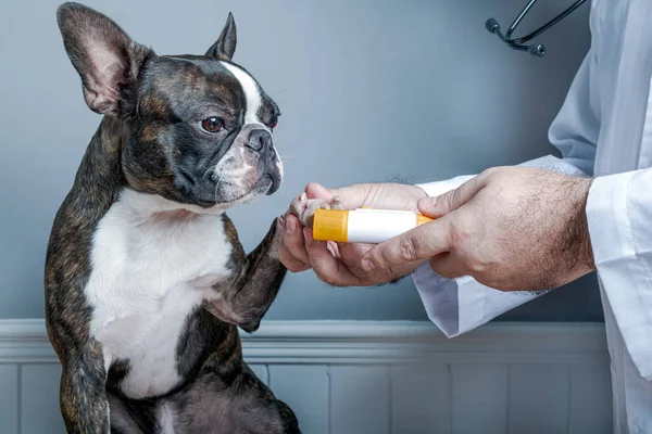 Veterinär läkare slickar naglar av hund boston terrier med stetoskop Royaltyfria Stockfoton