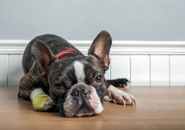 Boston cão terrier com lesão e bandagem na pata deitada e descansando com o rosto triste — Fotografia de Stock