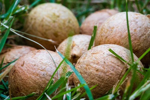 Makadamianötter råa i gräs närbild makro — Stockfoto