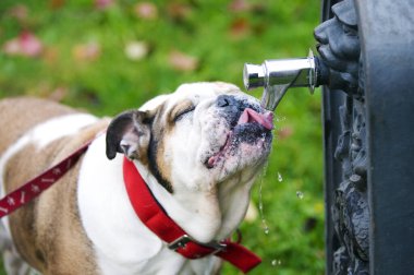 Parktaki çeşmeden su içen İngiliz Bulldog.