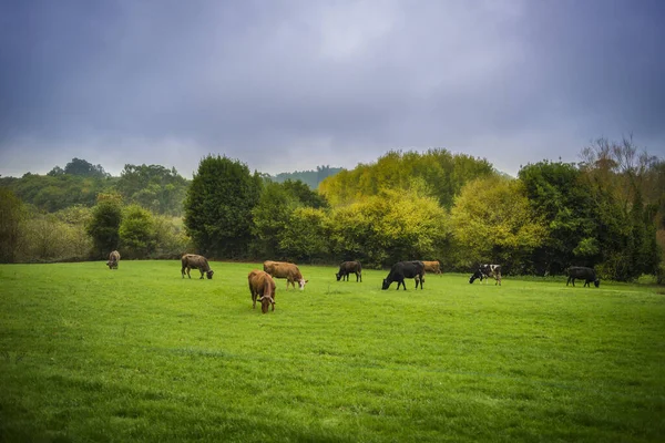 Vacas Campo Gallego — Foto de Stock