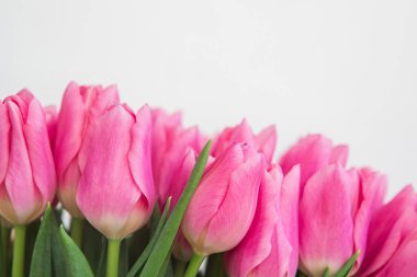Beyaz arka planda, pastel mercan renkli pembe laleler, yakın plan..