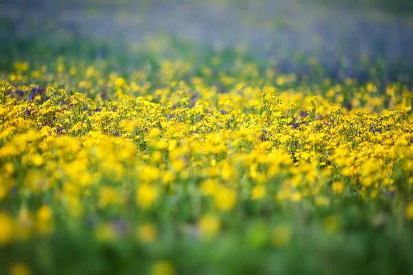 Field of flower. Summer background. — Stock Photo, Image