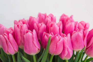 Beyaz arka planda, pastel mercan renkli pembe laleler, yakın plan..