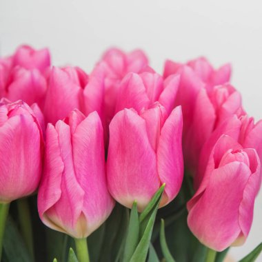 Beyaz arka planda, pastel mercan renkli pembe laleler, yakın plan..