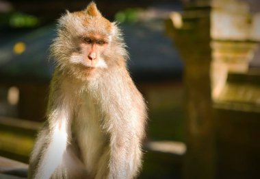 Kutsal maymun ormanda Bali