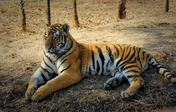 Uzak Doğu Tiger Rusya Federasyonu Kırmızı Kitapta Listelenen — Stok fotoğraf