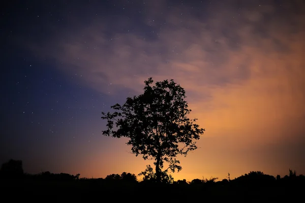 Силуэт дерева на звездном небе . — стоковое фото