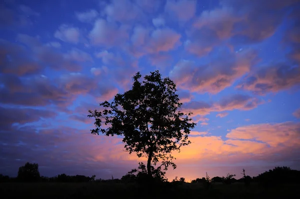 Tree silhouette on starry sky.