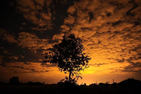 밤하늘에 나무 실루엣. — 스톡 사진