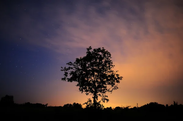 Силуэт дерева на звездном небе . — стоковое фото