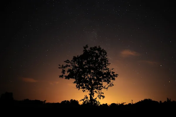 Baumsilhouette am Sternenhimmel. — Stockfoto
