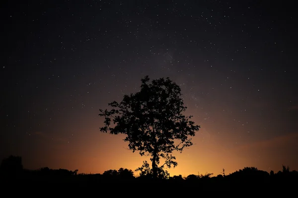 Baumsilhouette am Sternenhimmel. — Stockfoto