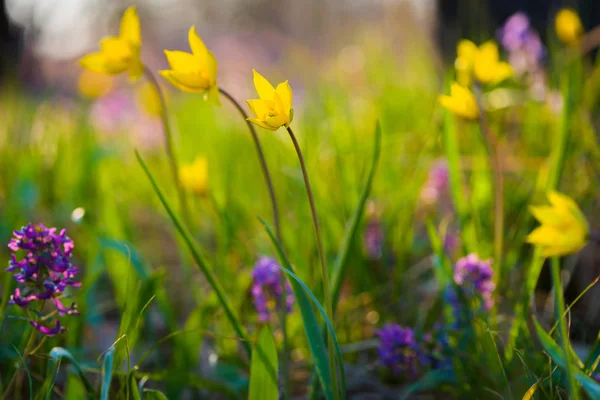 초원에 노란색과 보라색 꽃입니다 Tulipa Biebersteiniana와 현호색속입니다 소프트 포커스 — 스톡 사진