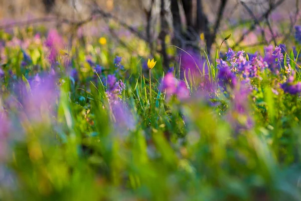 Fleurs Printanières Jaunes Violettes Sur Prairie Tulipa Biebersteiniana Corydalis Concentration — Photo