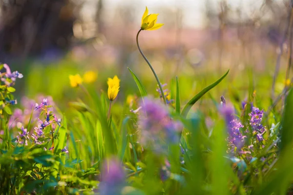 Gula Och Lila Vårblommor Ängen Tulipa Biebersteiniana Och Nunneört Mjukt — Stockfoto