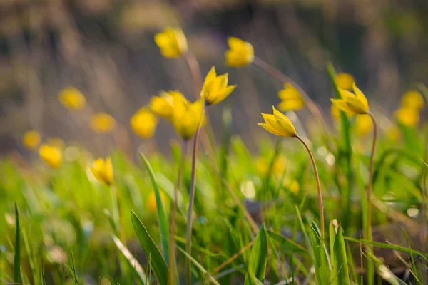 초원에 노란색 꽃입니다 Tulipa Biebersteiniana입니다 소프트 포커스 — 스톡 사진