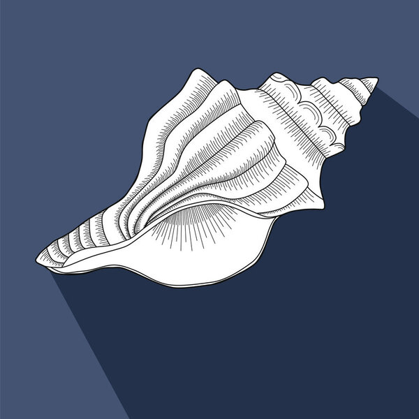 Sea shell. Line work. White Sea  shell snail on a dark blue  background.