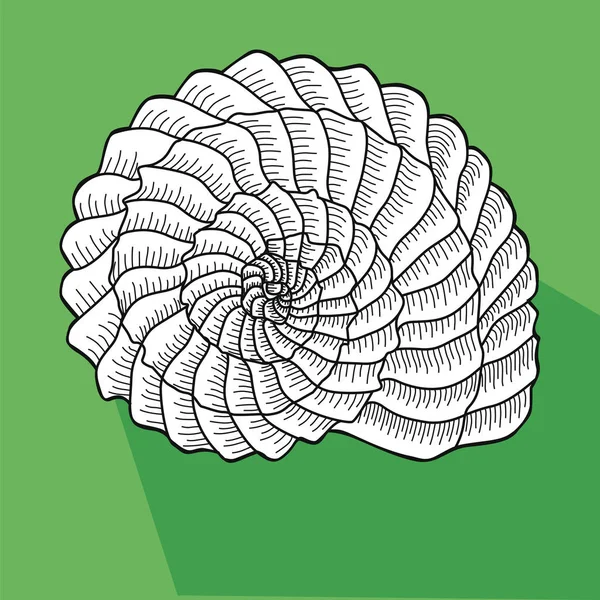Sea shell. Linjearbete. Vitt skal snigel på en grön bakgrund. — Stock vektor