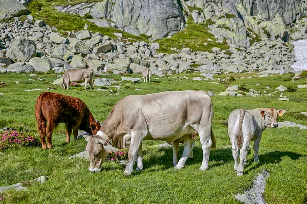 Λευκές Και Καφέ Αγελάδες Βόσκουν Ένα Καταπράσινο Λιβάδι Βράχια Ένα — Φωτογραφία Αρχείου