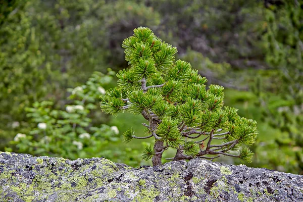 Small Tree Bonsai Rock Background Vegetation — Stock Photo, Image