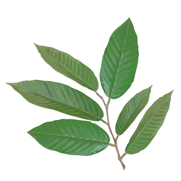 Branche réaliste aux feuilles tropicales. Illustration vectorielle EPS — Image vectorielle