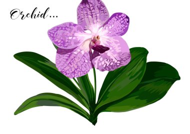 beyaz zemin üzerine yeşil yaprakları ile vektör orkide çiçek.