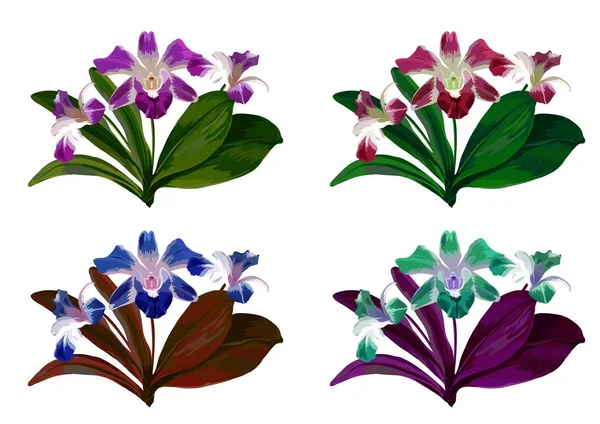 Vektor orchidej květina se zelenými listy na bílém pozadí. — Stockový vektor