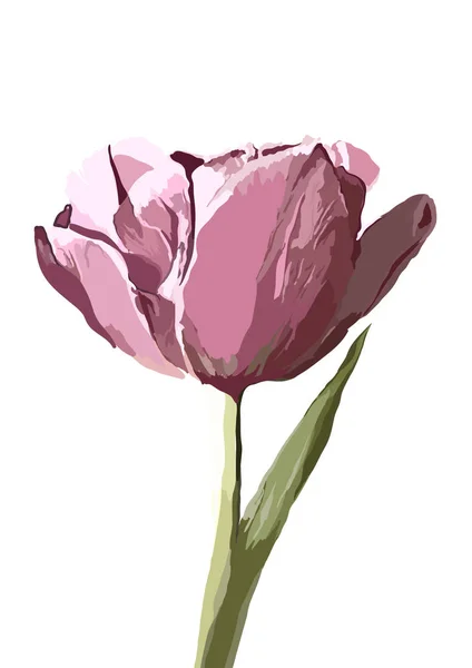 Vector tulipa mão ilustração desenhada sobre fundo . — Vetor de Stock