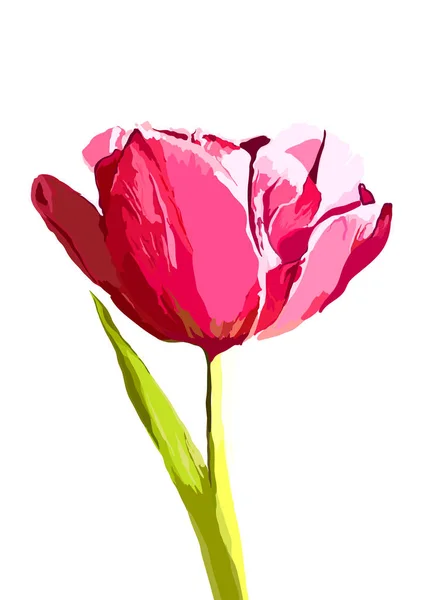 Vector tulipa mão ilustração desenhada sobre fundo . —  Vetores de Stock