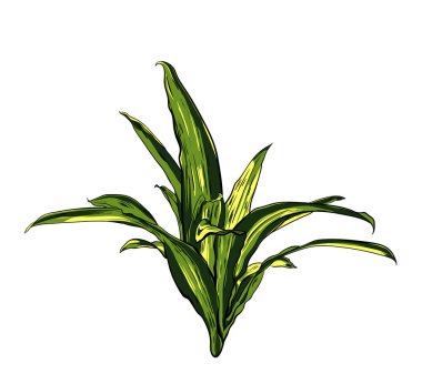 Tropikal bir beyaz arka plan vektör yaprak.