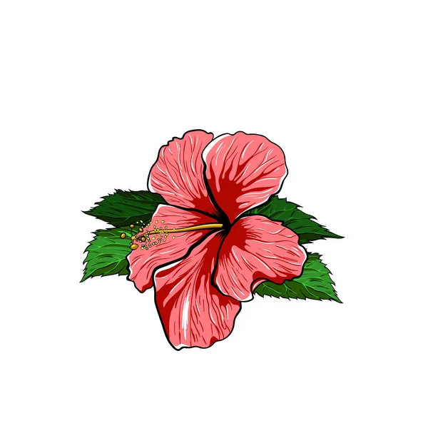 Tropisk blomma hibiscus på en vit bakgrund. Vektor — Stock vektor