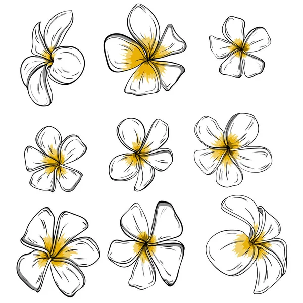 カラフルな Frangiapani の花を背景に設定します。ベクトル — ストックベクタ