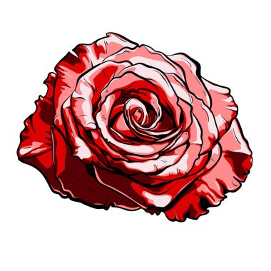 güzel kırmızı gül. çizilmiş illüstrasyon vektör eps