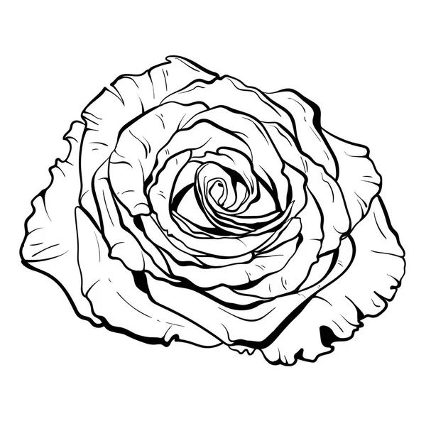 Hermosa rosa monocromática. ilustración dibujada a mano vector eps — Vector de stock