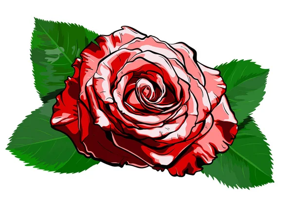 Vacker röd ros. handritade illustration vektor eps — Stock vektor