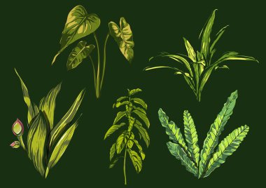 Tropikal yaprak, yoğun orman. koleksiyon. el desen boyalı. Vektör.