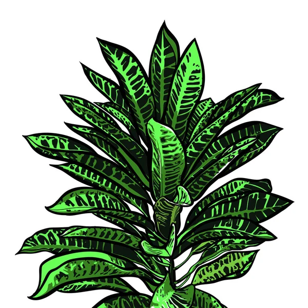 Tropische Blätter, Dschungel. Sammlung. handgemaltes Muster. Vektor. — Stockvektor