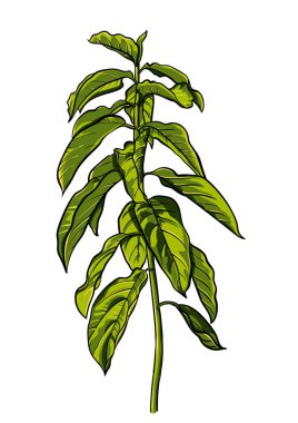 Tropikal yaprak, yoğun orman. el desen boyalı. Vektör.