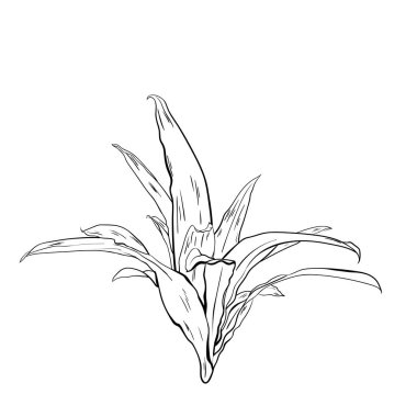 Tropikal yaprak, yoğun orman. el desen boyalı. Vektör.