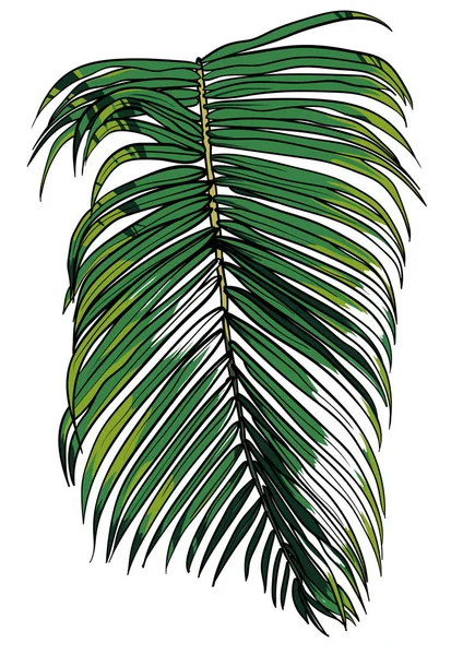 Ilustración vectorial de una hoja de palma tropical. Naturaleza, árbol, aloha colores . — Archivo Imágenes Vectoriales