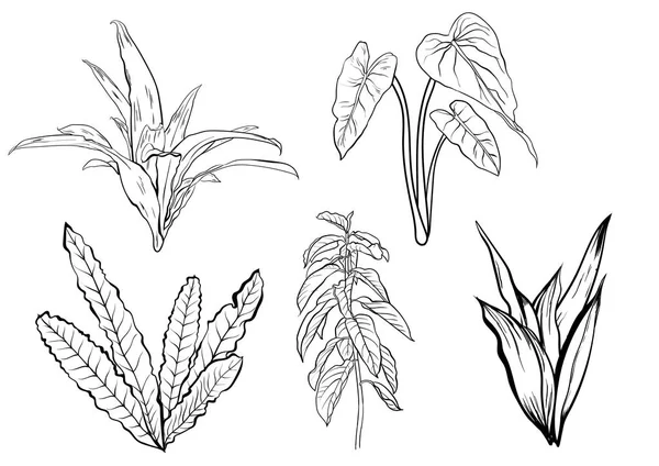熱帯の葉、密なジャングル。コレクションです。手描きのパターン。ベクトル. — ストックベクタ