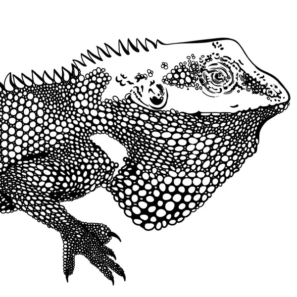 Dekorativní chameleon kresby zentangle inspiroval, patche a samolepky. Tropický ještěr a monstera listy. — Stockový vektor