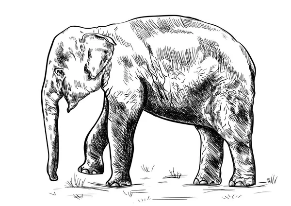 Velho elefante grande no fundo branco . — Vetor de Stock
