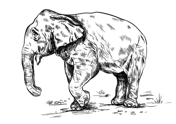 Vieux gros éléphant sur le fond blanc . — Image vectorielle